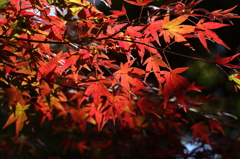 金山志賀坂線の紅葉8