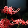 煌く紅色
