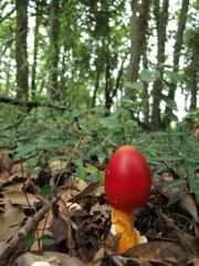 森の紅一点