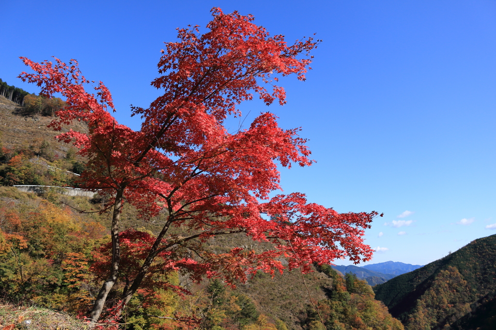 金山志賀坂線の紅葉1