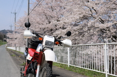 桜巡り8