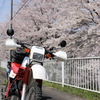 桜巡り8