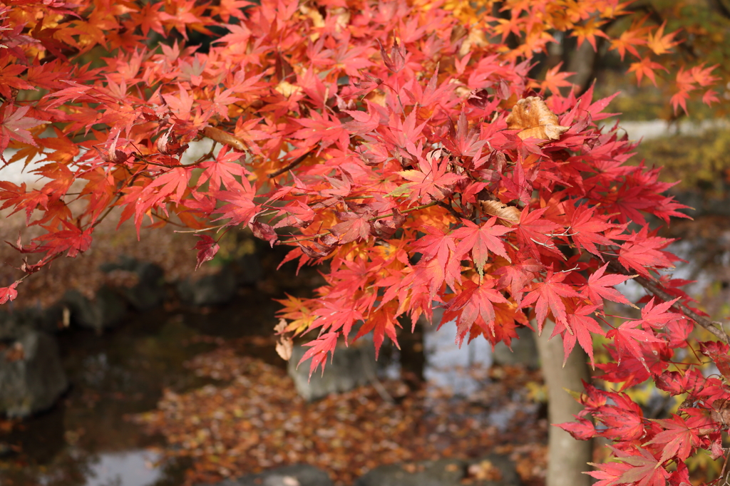 晩秋の紅葉1