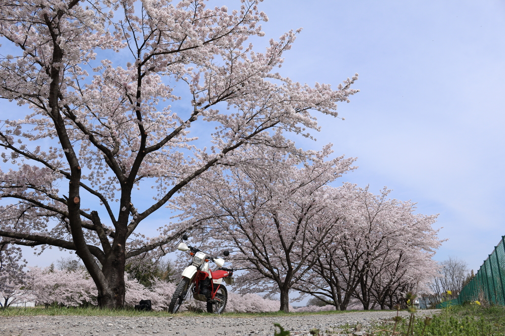 児玉千本桜4