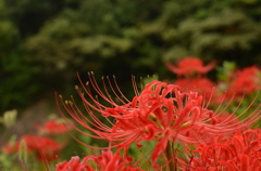 近所の彼岸花