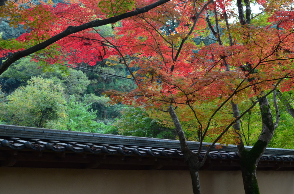 佛通寺の紅葉