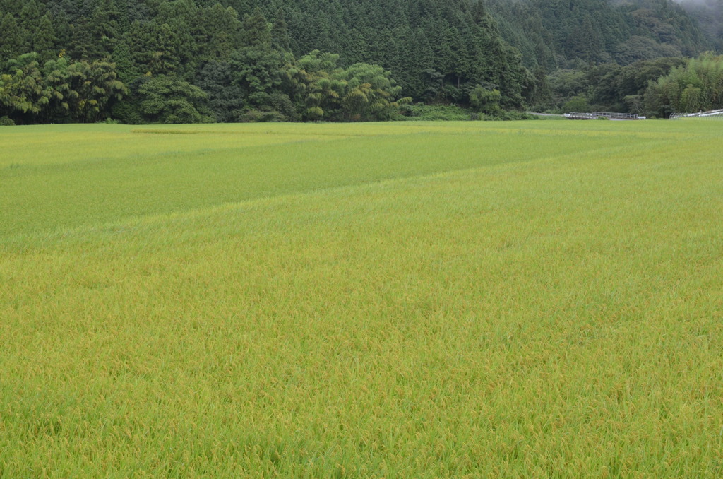 伯備線沿いの田んぼ