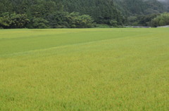 伯備線沿いの田んぼ