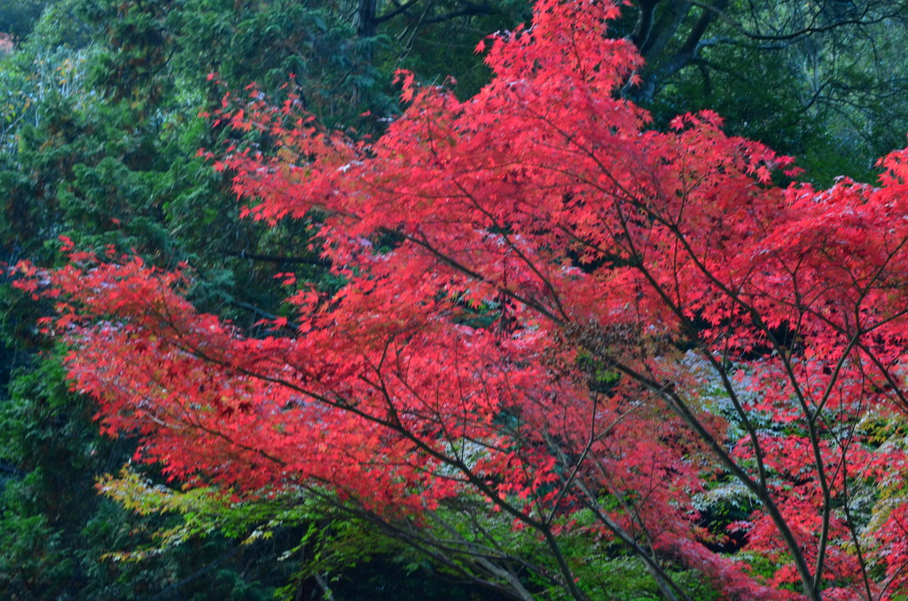 佛通寺の紅葉