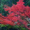 佛通寺の紅葉