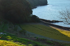 笠戸島 棚田
