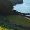 笠戸島 棚田
