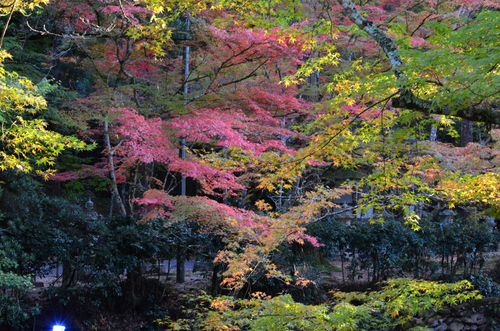 佛通寺の紅葉