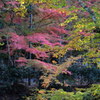 佛通寺の紅葉