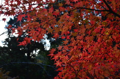 佛通寺 紅葉