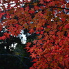佛通寺 紅葉