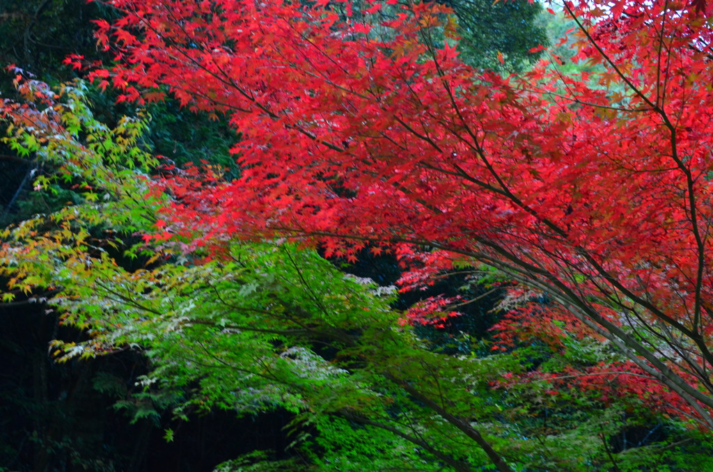 佛通寺の紅葉