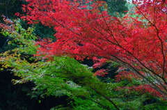 佛通寺の紅葉