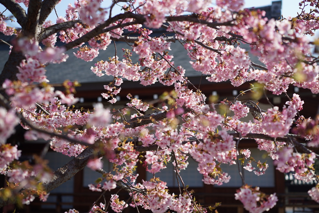 東寺河津桜