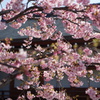 東寺河津桜