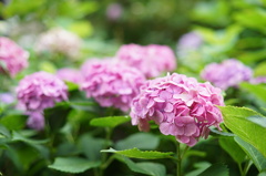 藤森神社　紫陽花