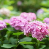 藤森神社　紫陽花