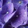 purple rain