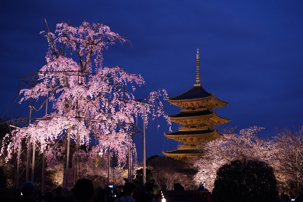 不二桜に願いを込めて