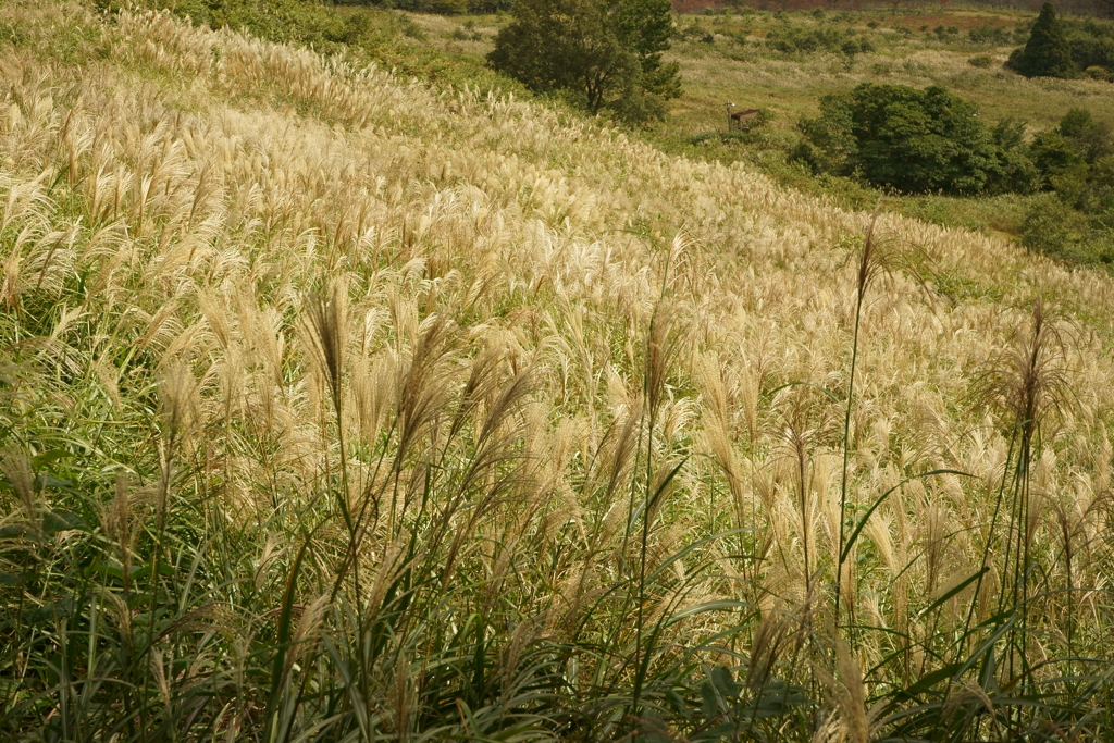 Field of Golds