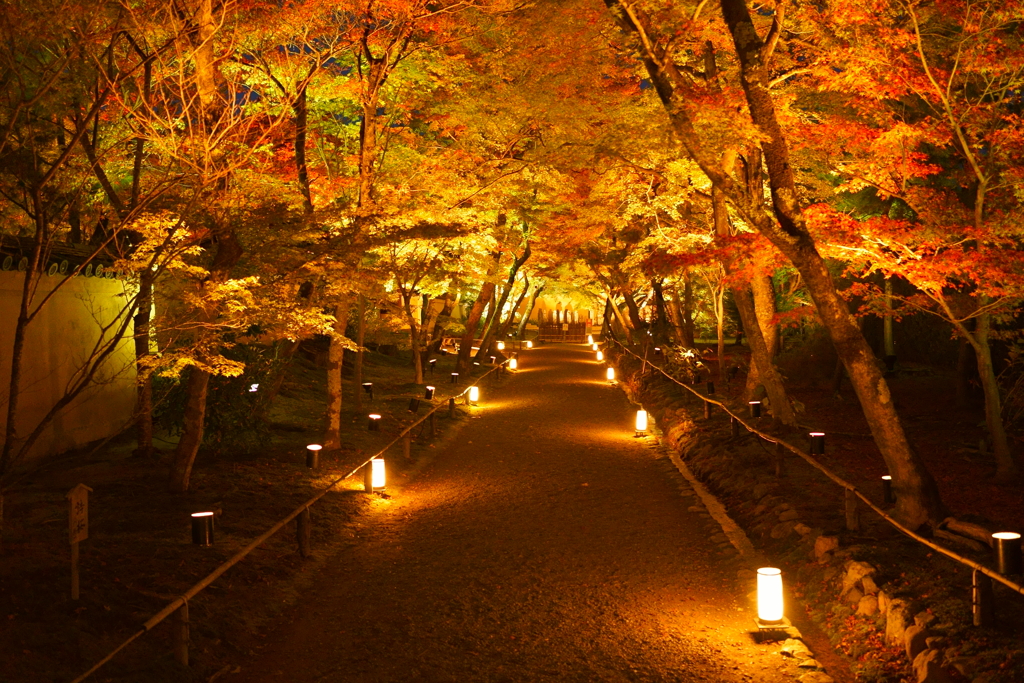 紅葉トンネル