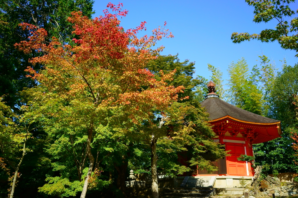 The small autumn has come.