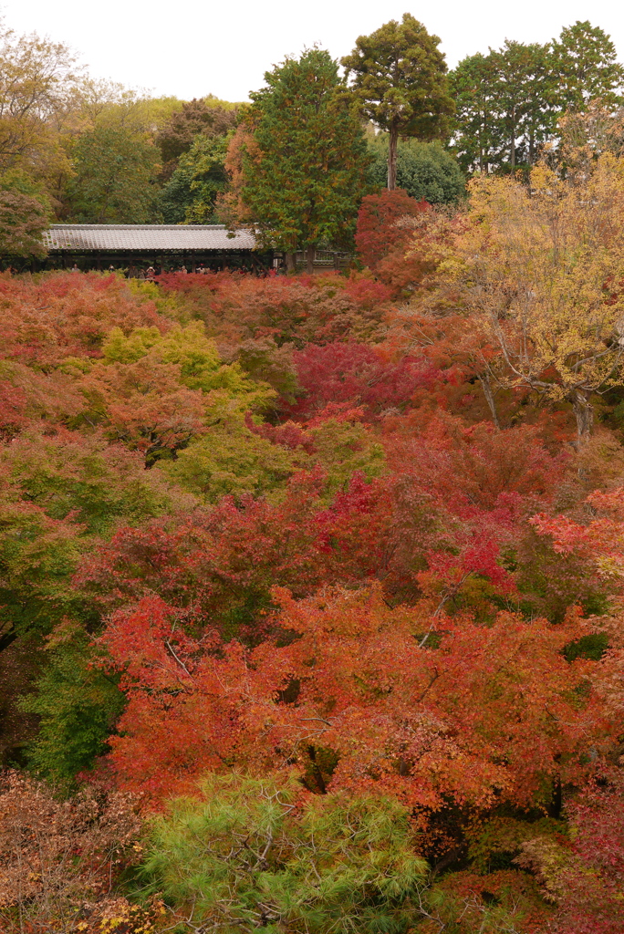 通天橋から望む紅葉の絨毯