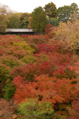 通天橋から望む紅葉の絨毯
