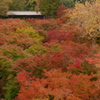 通天橋から望む紅葉の絨毯