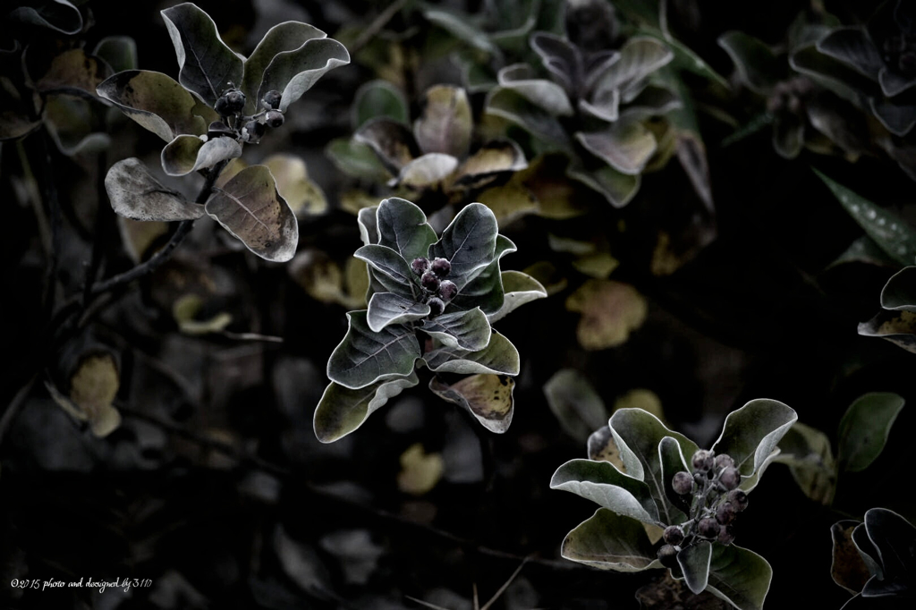 beachflower