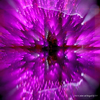 tree　star　