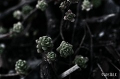 sedum