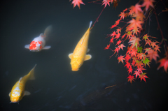 紅葉