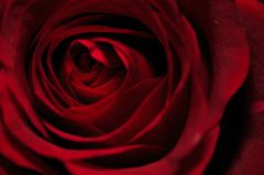 薔薇