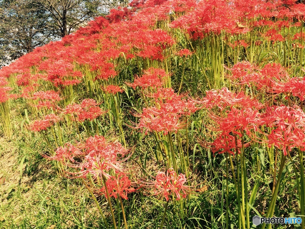 権現堂公園