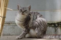 野良猫さーん