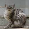 野良猫さーん