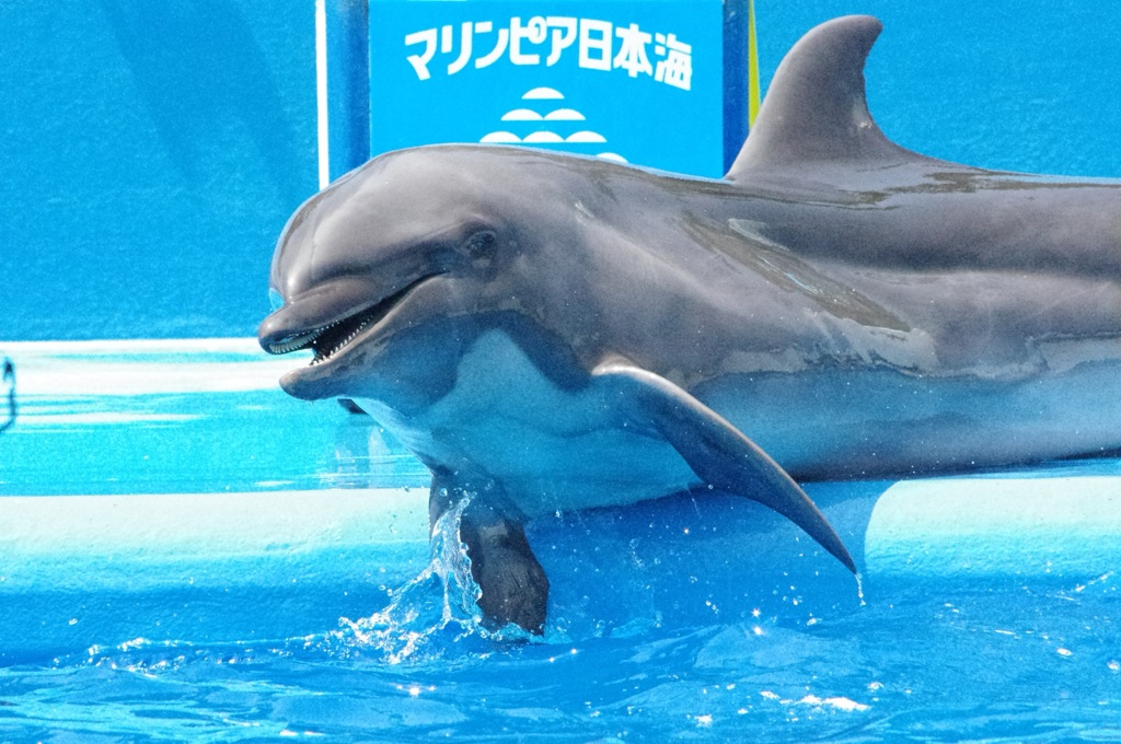 大好きなイルカ