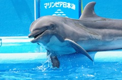 大好きなイルカ
