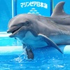 大好きなイルカ