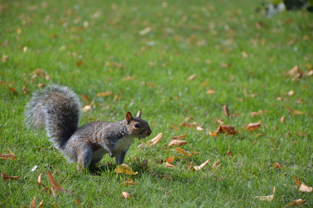 A Squirrel in Hyde Park