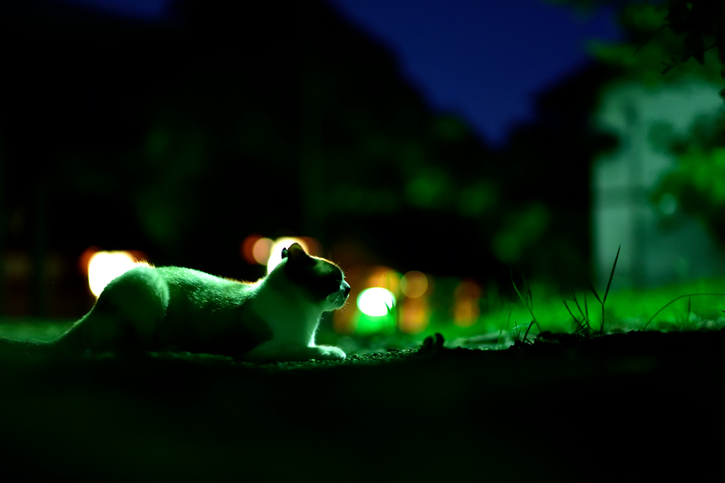 月夜に休む猫