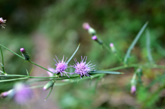 山花