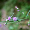 山花