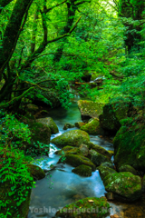 久住高原にて